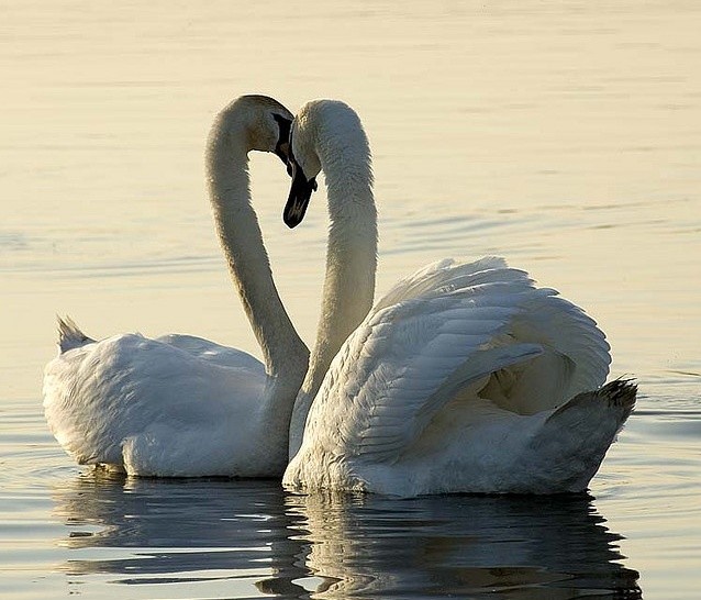 Photo:  Swans in love